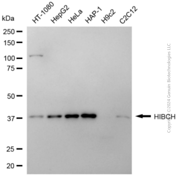 HIBCH antibody
