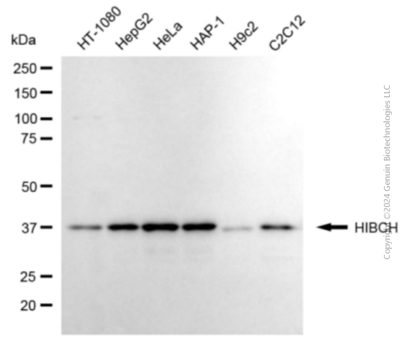 HIBCH antibody