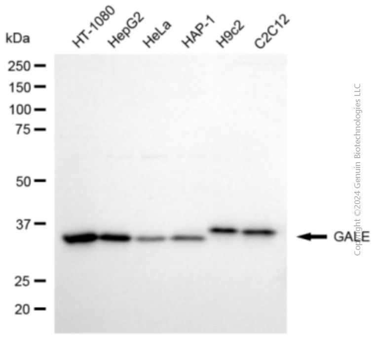 GALE antibody
