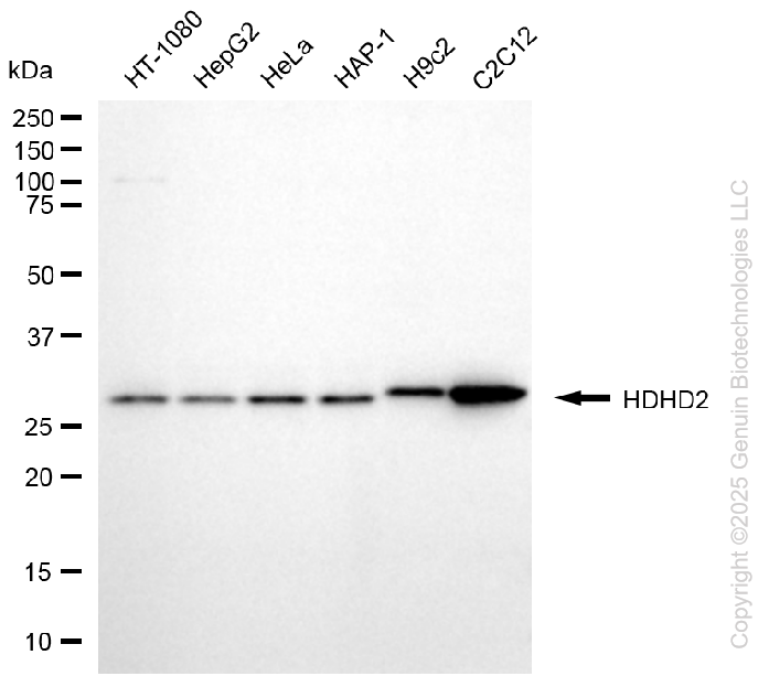 HDHD2 antibody