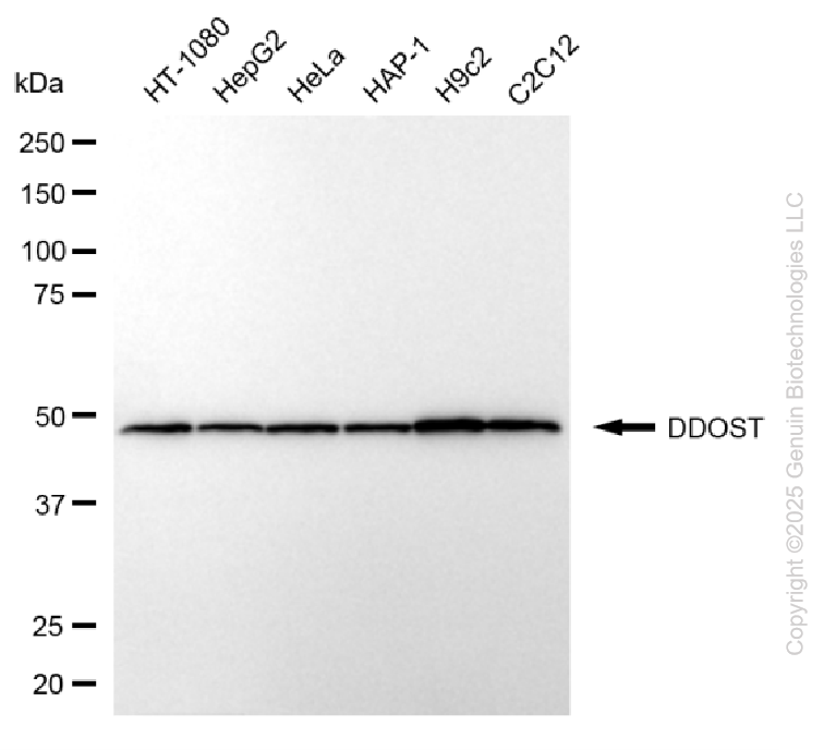 DDOST antibody