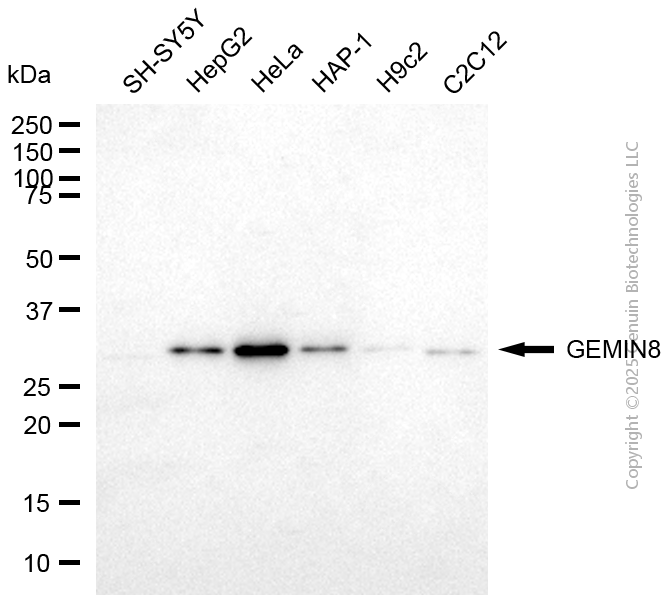 GEMIN8 antibody