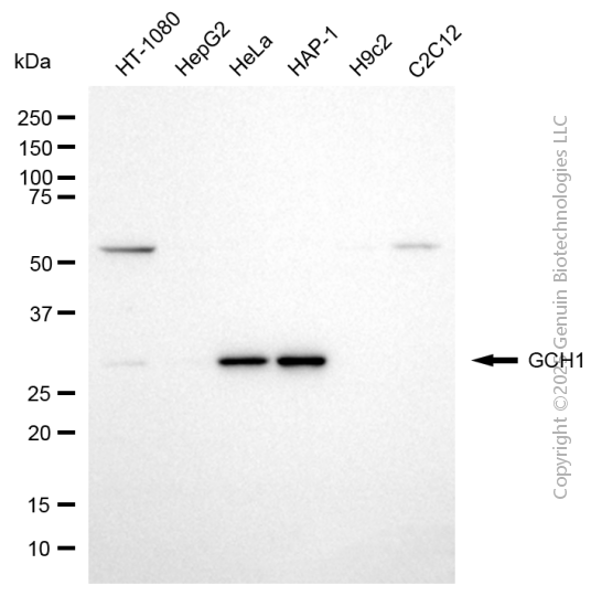 GCH1 antibody