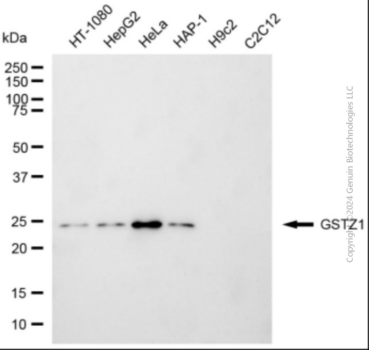 GSTZ1 antibody