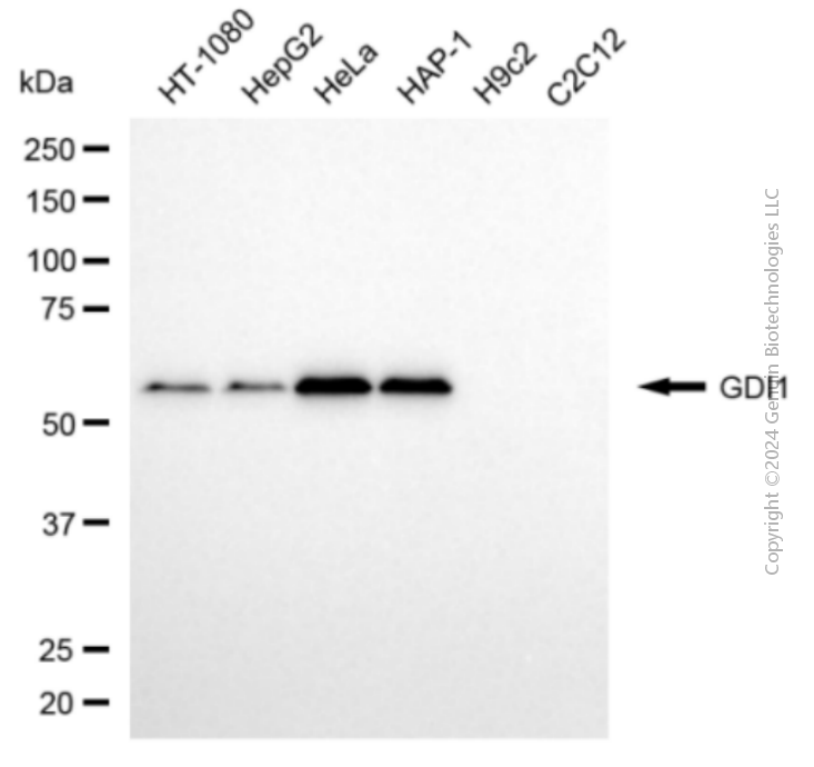 GDI1 antibody