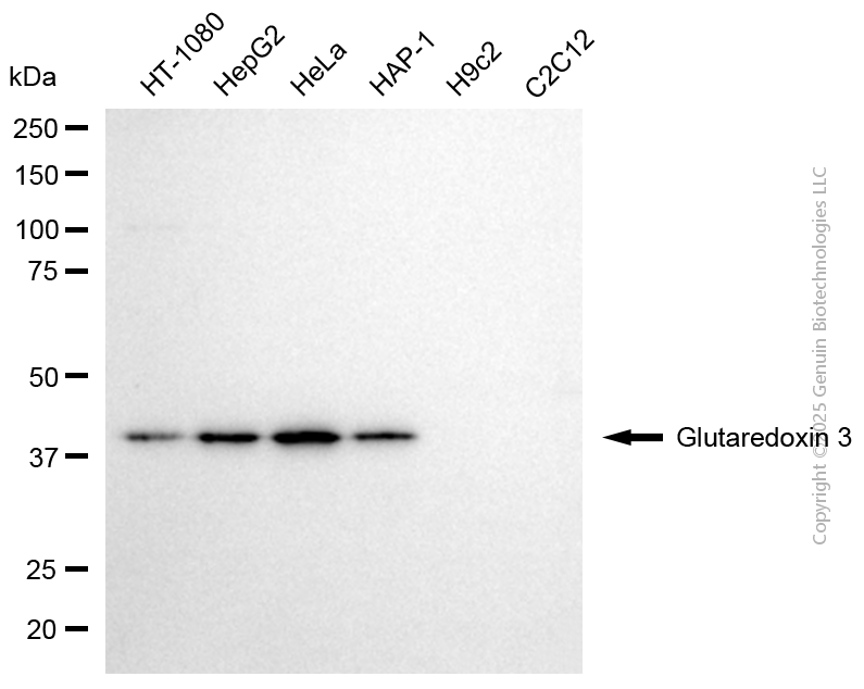 GLRX3 antibody