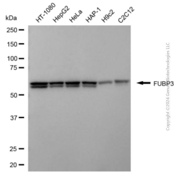 FUBP3 antibody