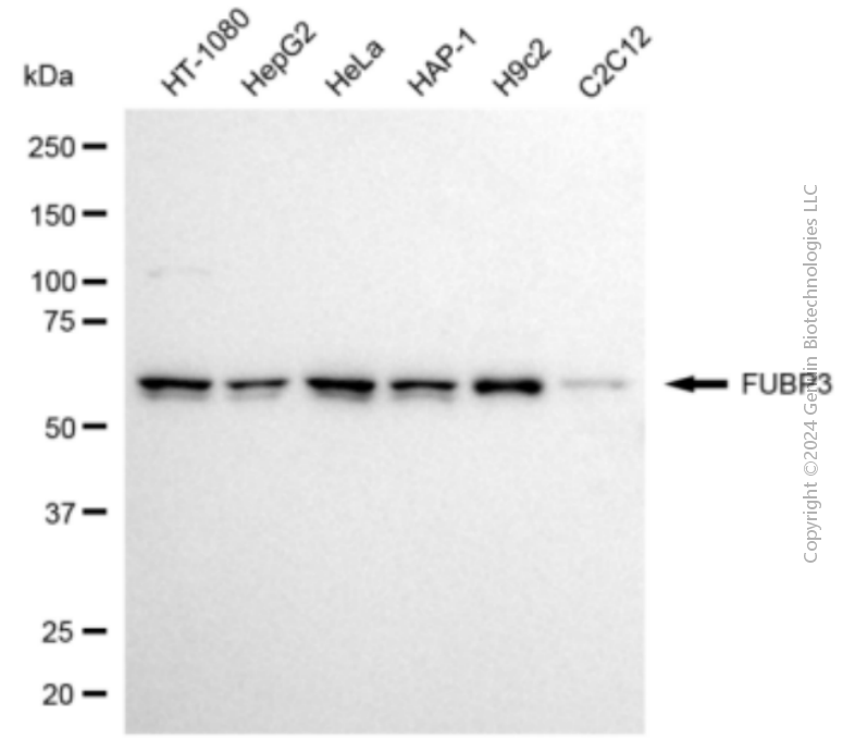 FUBP3 antibody