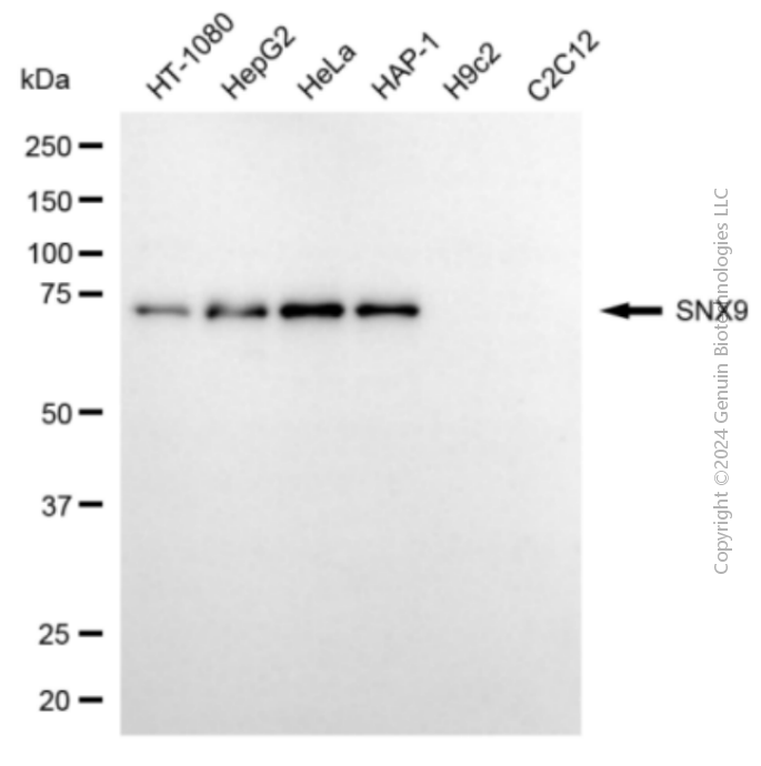 SNX9 antibody