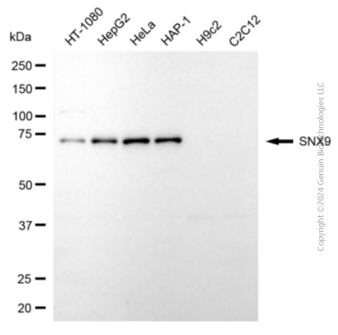 SNX9 antibody