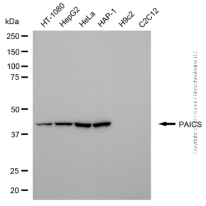 PAICS antibody