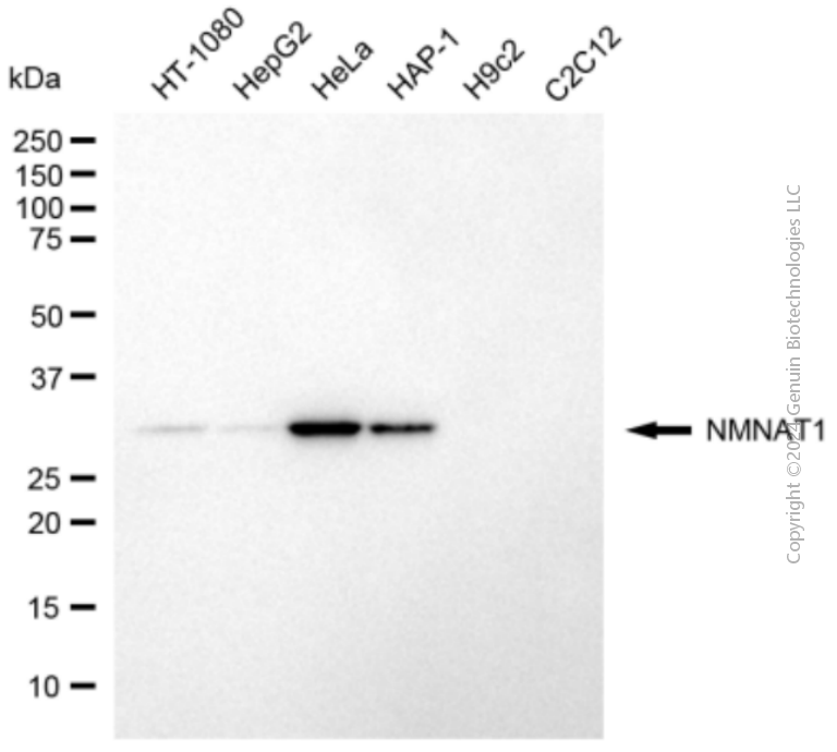 NMNAT1 antibody