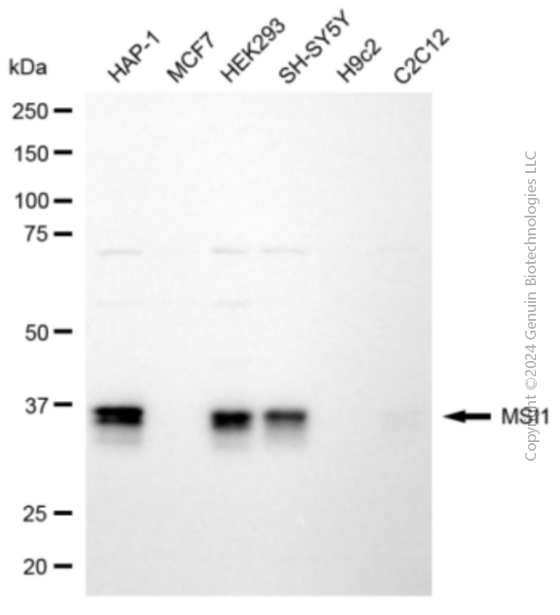 MSI1 antibody