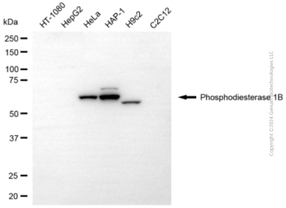 PDE1B antibody