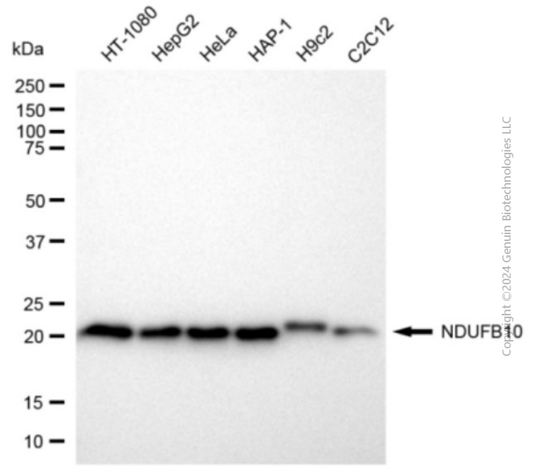 NDUFB10 antibody