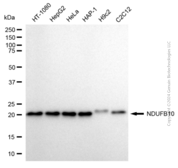 NDUFB10 antibody