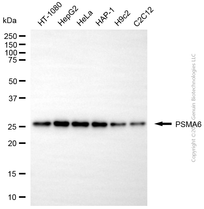 PSMA6 antibody