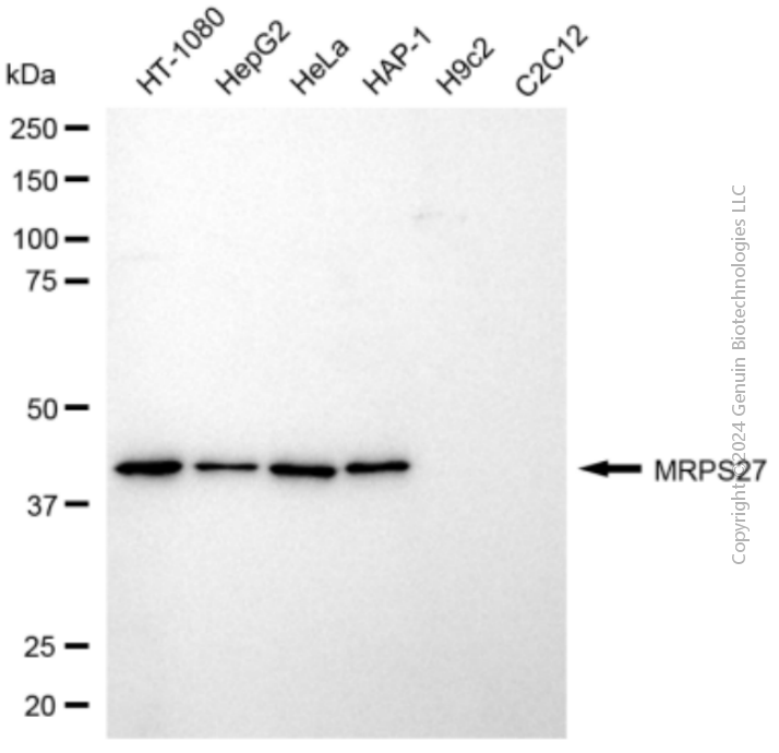 MRPS27 antibody