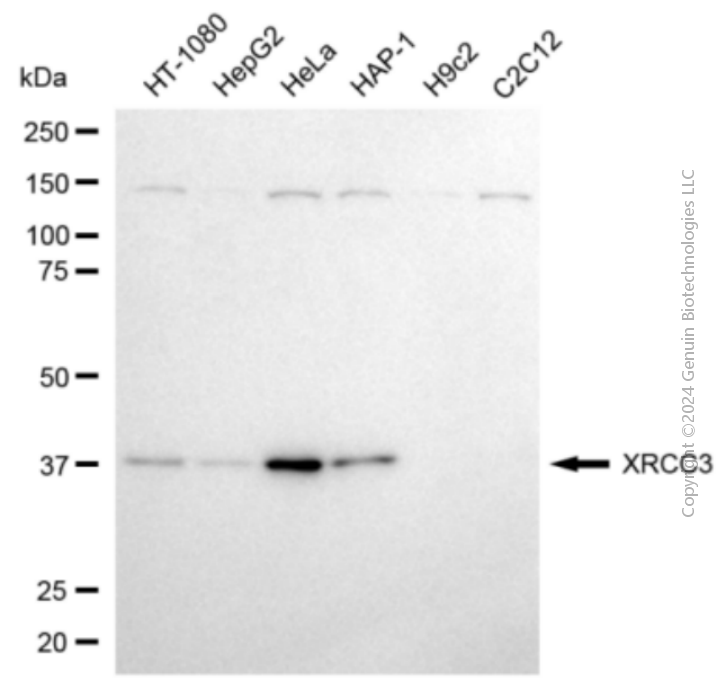 XRCC3 antibody