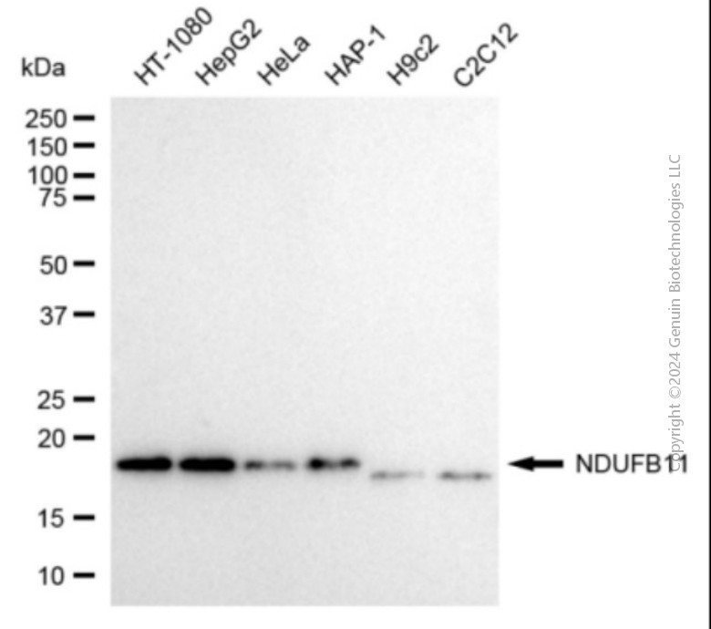 NDUFB11 antibody