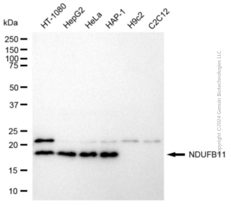 NDUFB11 antibody