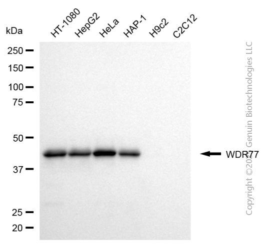 WDR77 antibody