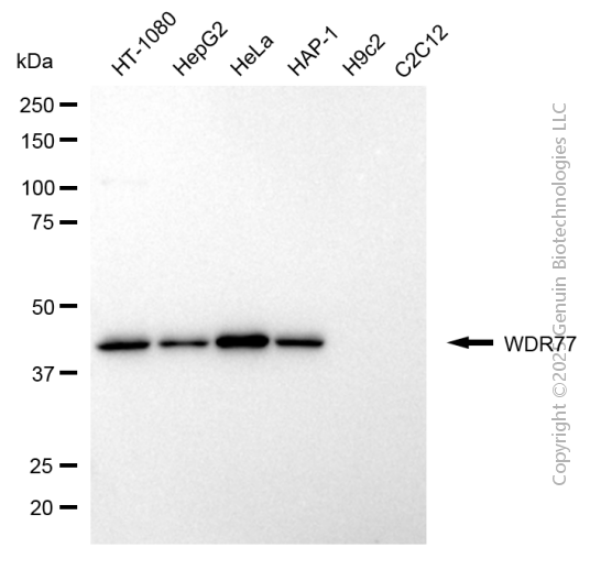 WDR77 antibody