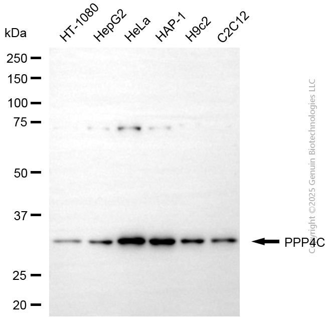 PPP4C antibody