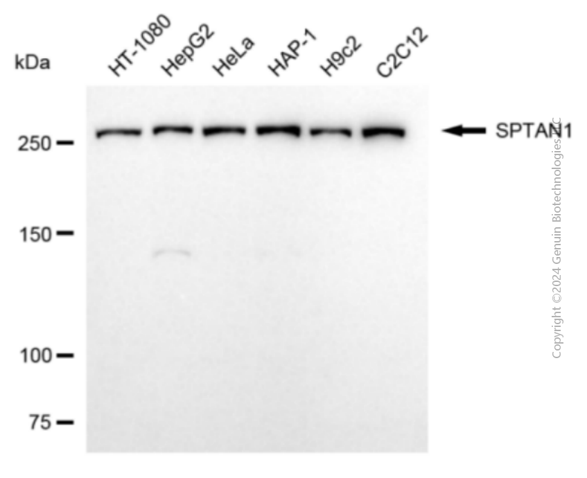 SPTAN1 antibody