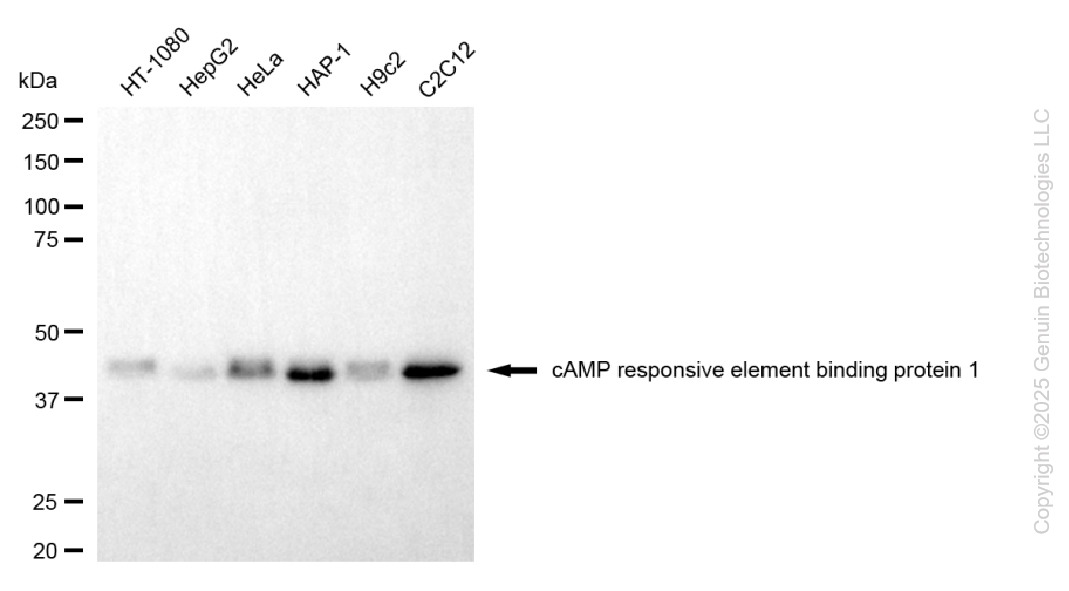 CREB1 antibody
