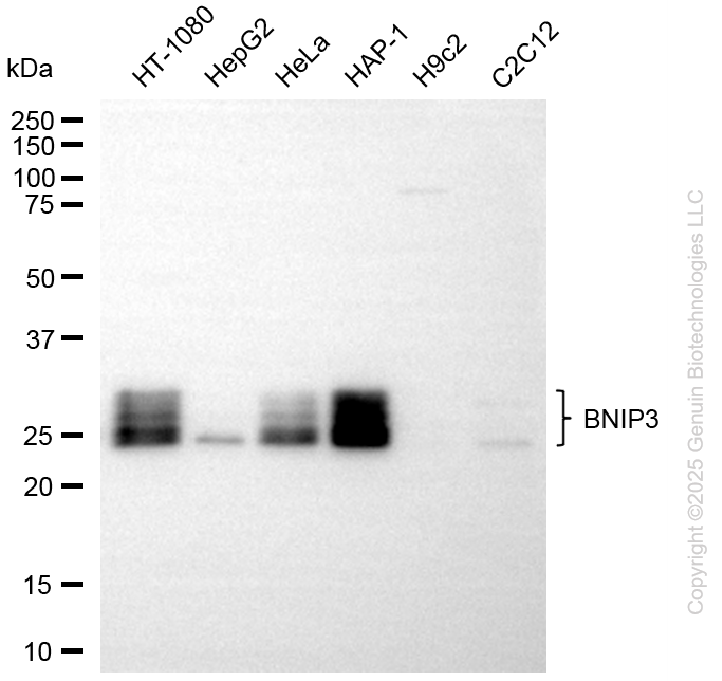 BNIP3 antibody