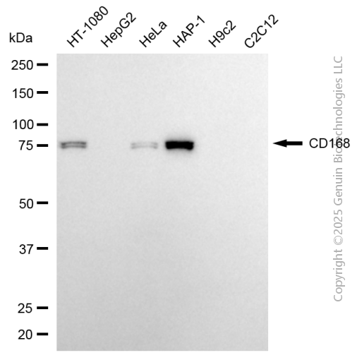 HMMR antibody