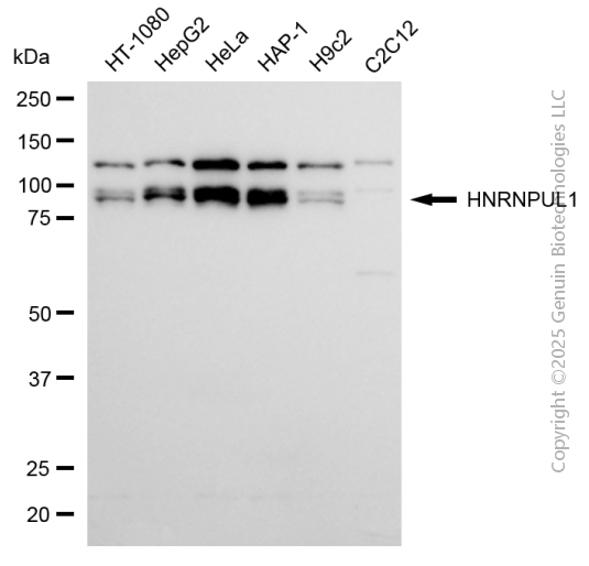 HNRNPUL1 antibody