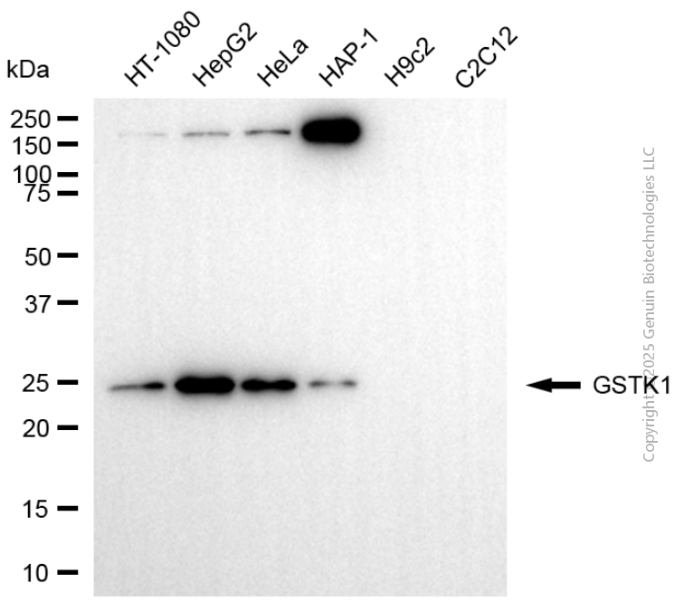 GSTK1 antibody