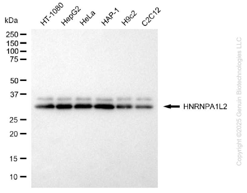 HNRNPA1L2 antibody