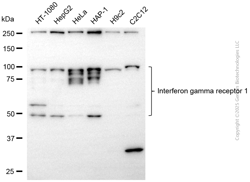 IFNGR1 antibody
