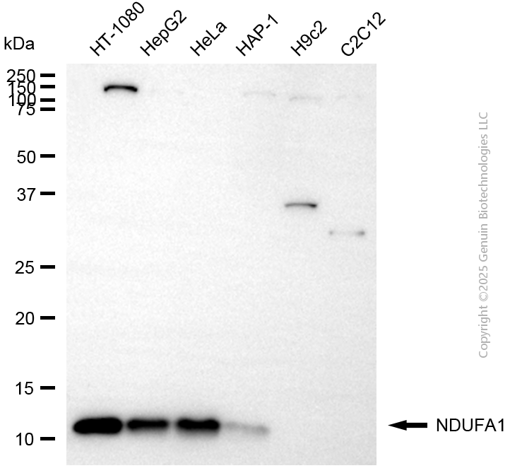 NDUFA1 antibody