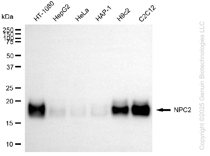 NPC2 antibody