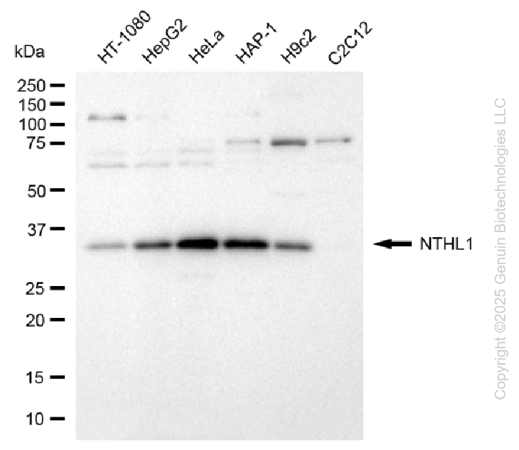 NTHL1 antibody