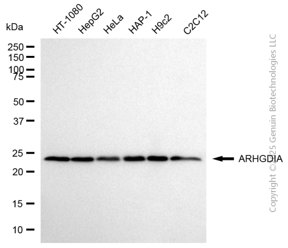ARHGDIA antibody