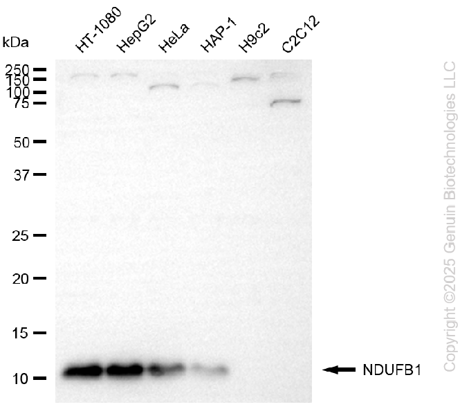 NDUFB1 antibody