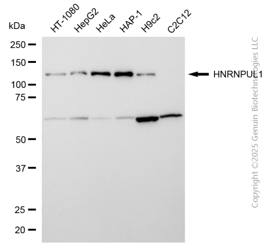 HNRNPUL1 antibody