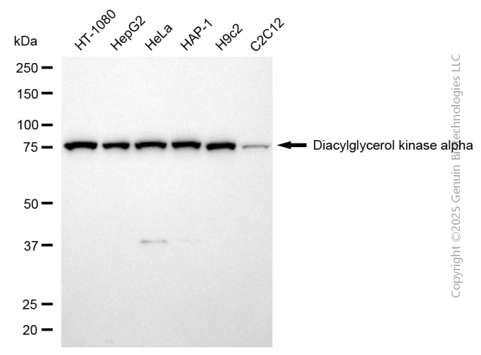 DGKA antibody