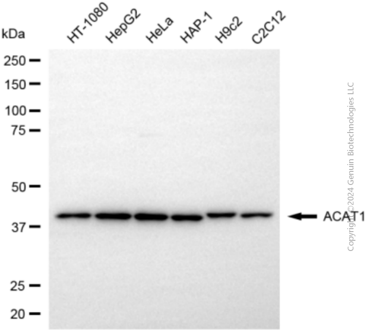 ACAT1 antibody