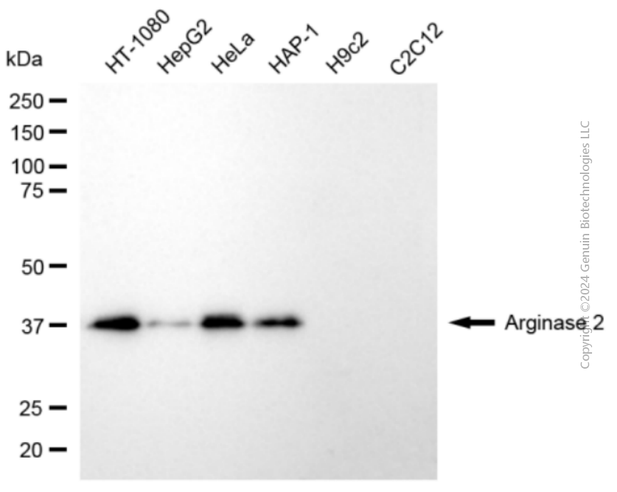 ARG2 antibody