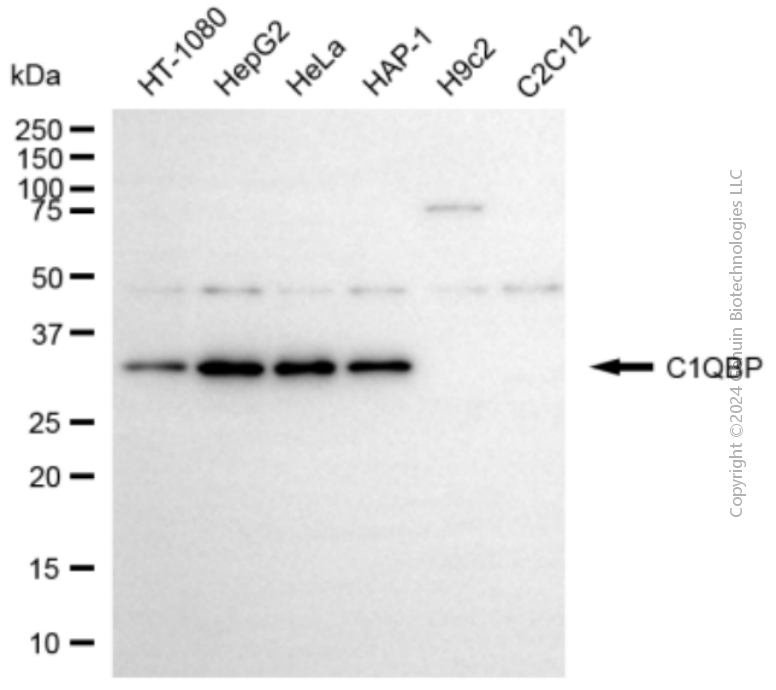 C1QBP antibody