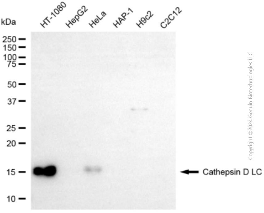 CTSD antibody