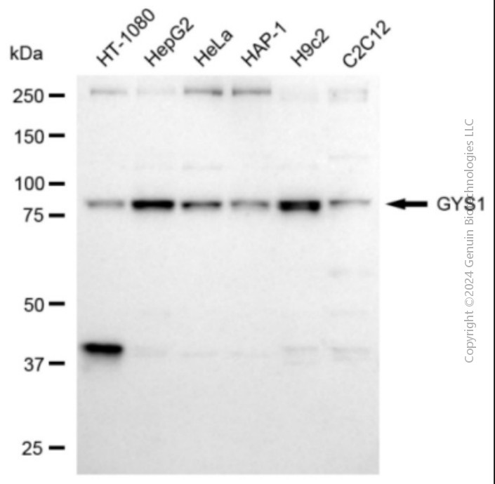 GYS1 antibody