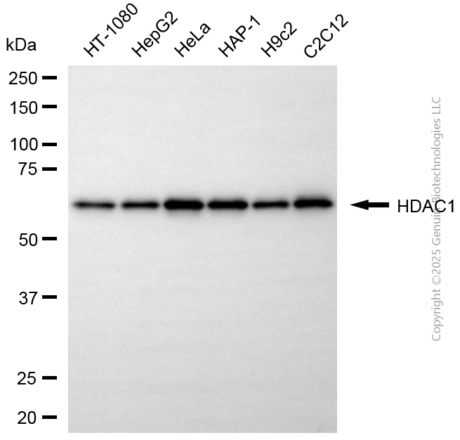 HDAC1 antibody