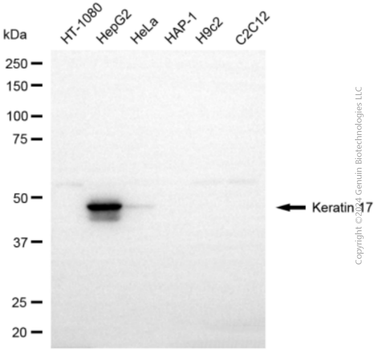 KRT17 antibody